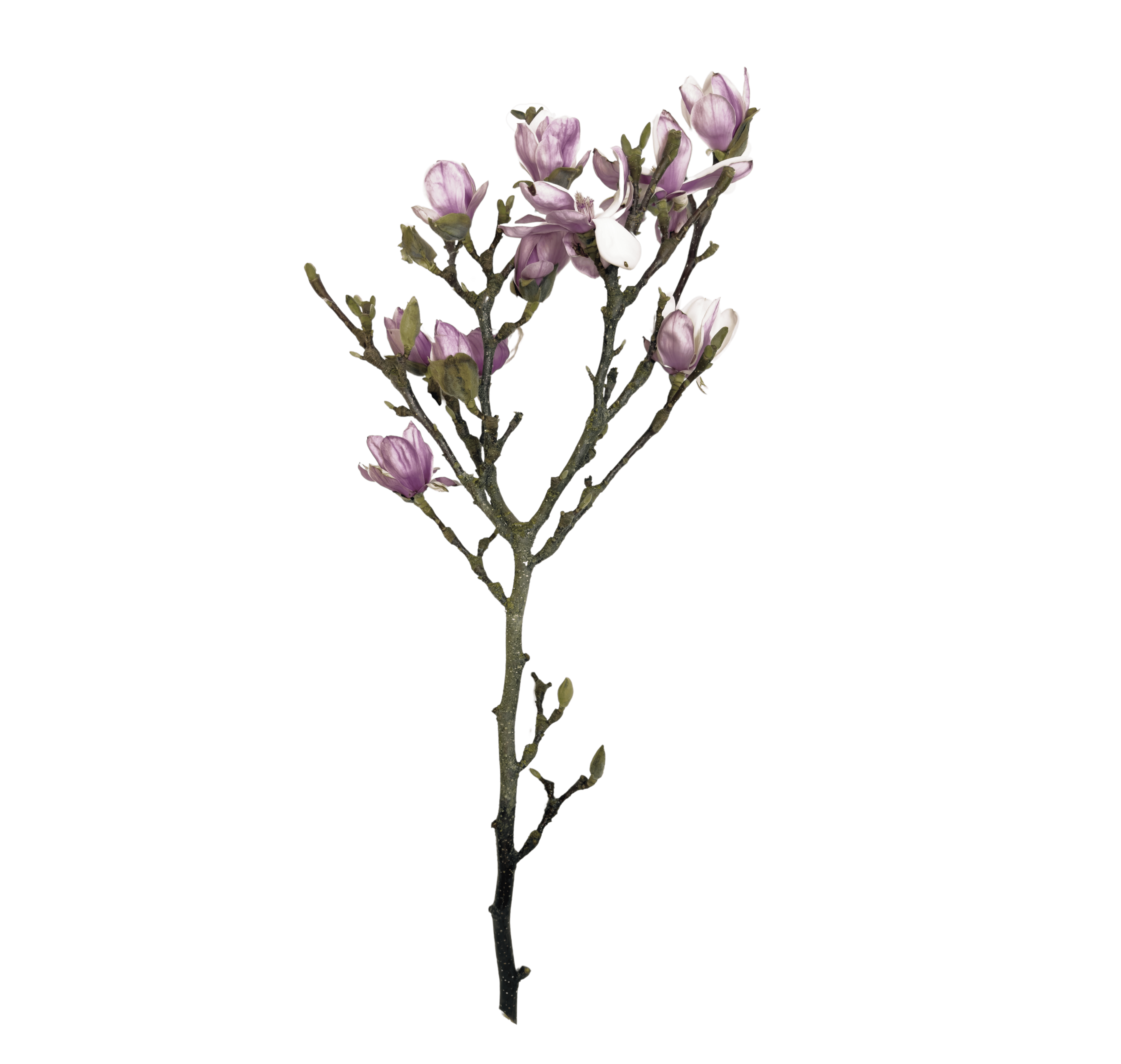 The Camellia plant from Continental Floral Greens